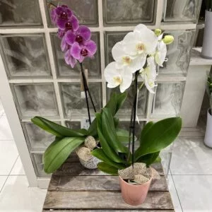 Orchidée avec pot assorti 1 branche - couleur selon arrivage