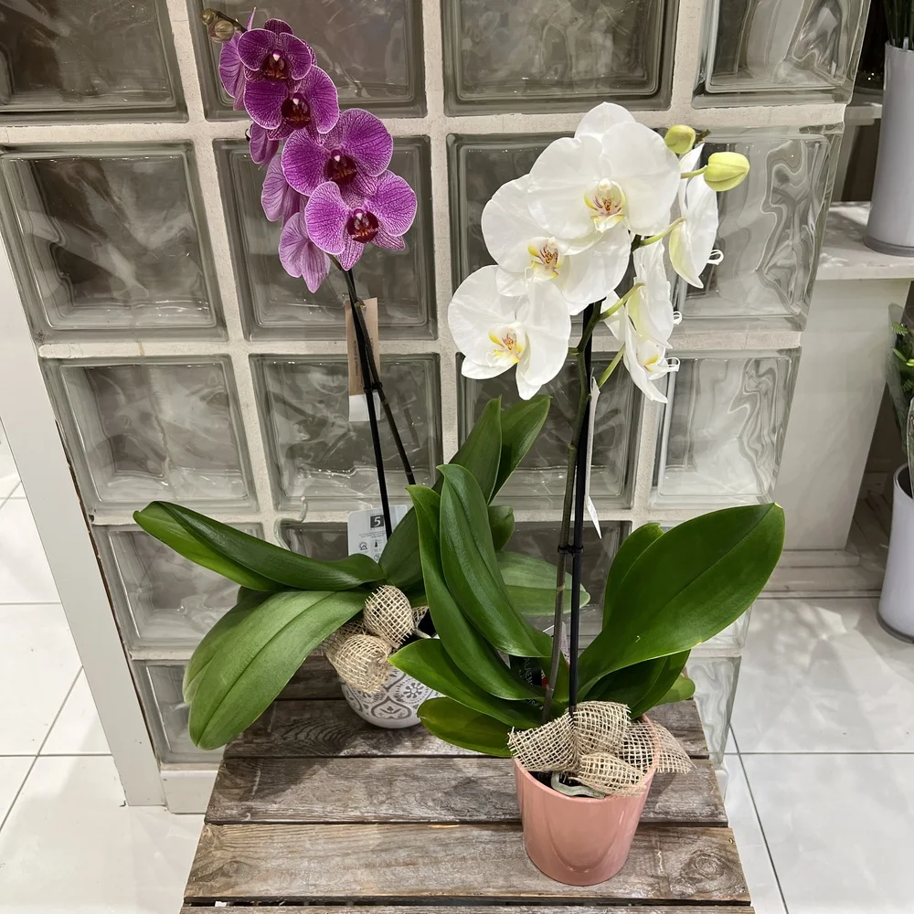Orchidée avec pot assorti 1 branche - couleur selon arrivage