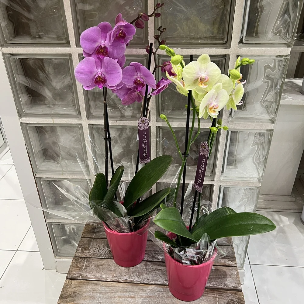 Orchidée avec pot assorti 2 branches - couleur selon arrivage